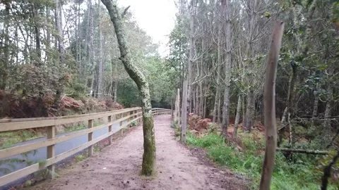 Hyperlapse Forest Trail Stock Footage 220877036