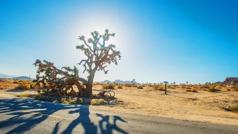 Hyperlapse of  Joshua Trees Stock Footage 128130343