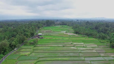 Hyperlapse of landscape rice field on Payangan village Video stock 249243119