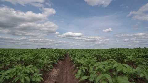 Hyperlapse of a large green potato field under rapidly moving clouds on a... Stock Footage 346832100