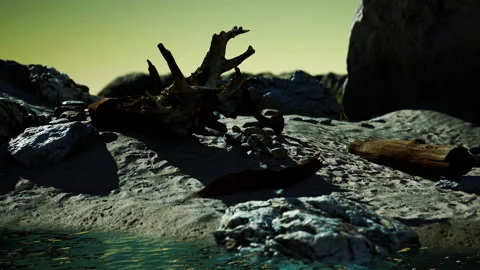 Hyperlapse of logs on sand beach Stock Footage 167559073