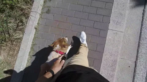 Hyperlapse of man walking with his brown and white dog outdoors in downtown Stock Footage 133142536