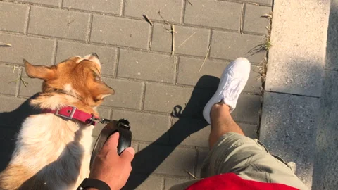 Hyperlapse of man walking with his brown and white dog outdoors in downtown Video stock 133420019