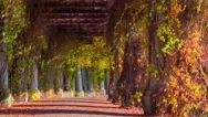 Hyperlapse Pergola Walkway In Park Stock Footage