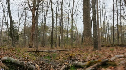Hyperlapse POV Moving Through Woods over Stream Bed Stock Footage 62391355