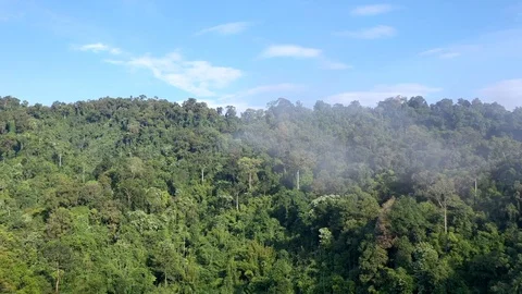 Hyperlapse of rainforest Stock Footage 120545991