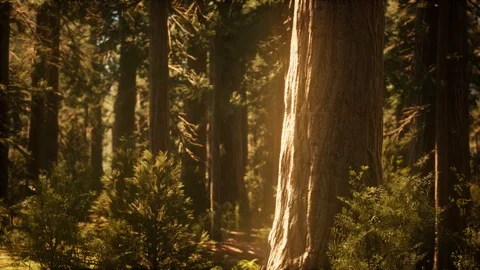 Hyperlapse in sequoia forest from sunrise Stock Footage 123205252