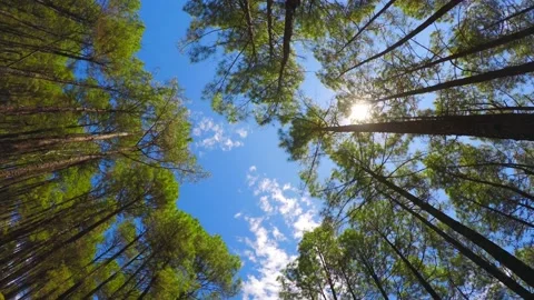 Hyperlapse shot Beautiful pine trees in uttrakhand Stock Footage 220413079