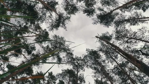 Hyperlapse shot shot from the grass upwards towards the clouds Stock Footage 131151618