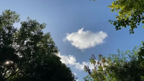 Hyperlapse of the sky and the tree tops Stock Footage 170141655