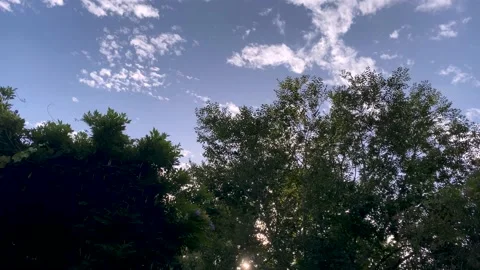 Hyperlapse of the sky and the tree tops 스톡 동영상 170141792