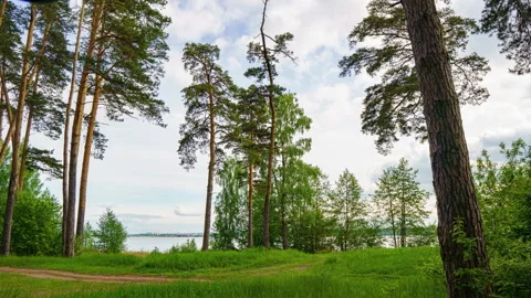 Hyperlapse in a summer pine forest, beautiful summer landscape Stock Footage 146695081