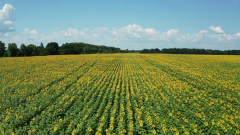 Hyperlapse of sunflowers field at summer day. Beautiful summer landscape. 스톡 동영상 149962511
