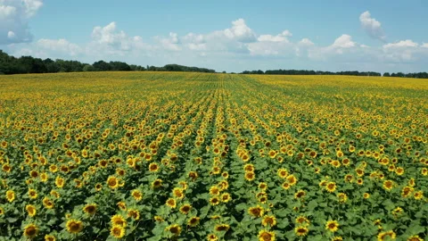 Hyperlapse of sunflowers field at summer day. Beautiful summer landscape. Vídeos de archivo 149962868