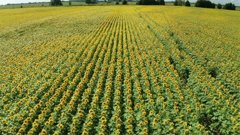 Hyperlapse of sunflowers field at summer day. Beautiful summer landscape. Stock Footage 149964208
