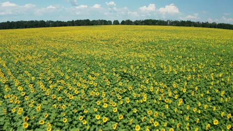 Hyperlapse of sunflowers field at summer day. Beautiful summer landscape. Stock Footage 170498374