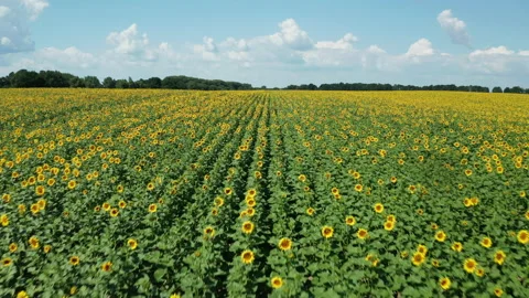 Hyperlapse of sunflowers field at summer day. Beautiful summer landscape. Stock Footage 170499178