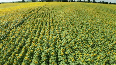 Hyperlapse of sunflowers field at summer day. Beautiful summer landscape. Stock Footage 170500053