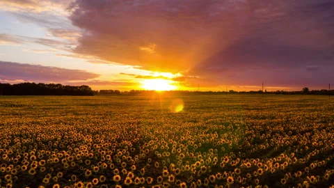 Hyperlapse of sunflowers field at sunset. Beautiful summer landscape. Stock Footage 135580737