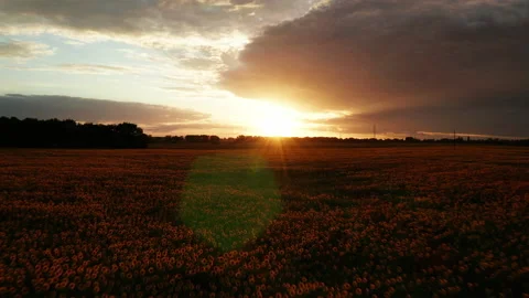 Hyperlapse of sunflowers field at sunset. Beautiful summer landscape. Stock Footage 170497015