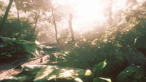 Hyperlapse timelapse of beautiful tropical jungle Stock Illustration