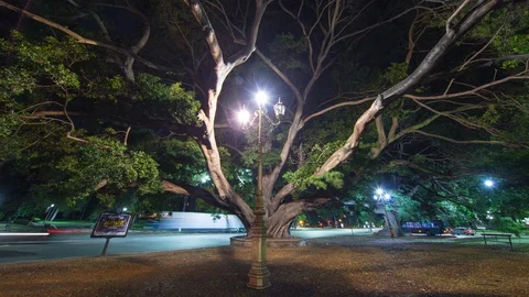 Hyperlapse timelapse in of a giant tree in Buenos Aires, Argentina Stock Footage 95893287