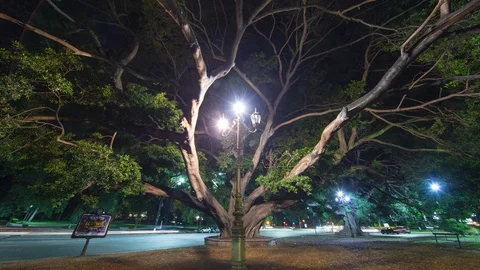 Hyperlapse timelapse in of a giant tree in Buenos Aires, Argentina Stock Footage 95915329