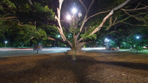 Hyperlapse timelapse in of a giant tree in Buenos Aires, Argentina Stock Footage 95916898