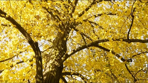 Hyperlapse of a tree in autumn Vidéo 90554950