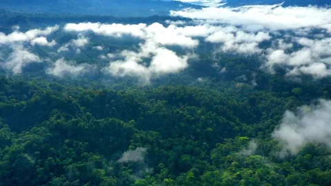 Hyperlapse of a tropical forest with a layer of fog covering the canopy Stock Footage 143038012