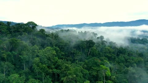 Hyperlapse of a tropical forest showing the green canopy covered in fog Vidéo 143038047