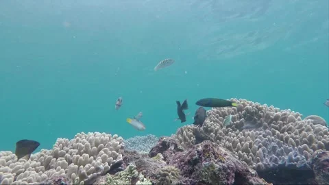 Hyperlapse, Underwater shot, Blue Lined, Black Surgeonfish, Reef, Philippines Stock Footage 258417789