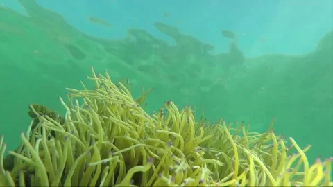 Hyperlapse, Underwater steady shot, anemone, clownfish, Malapascua, Philippines 動画素材 228844611