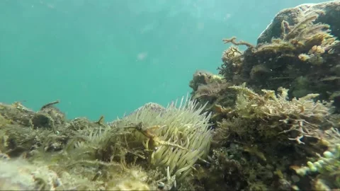 Hyperlapse, Underwater steady shot of anemone and clownfish, Philippines Stock Footage 229278315