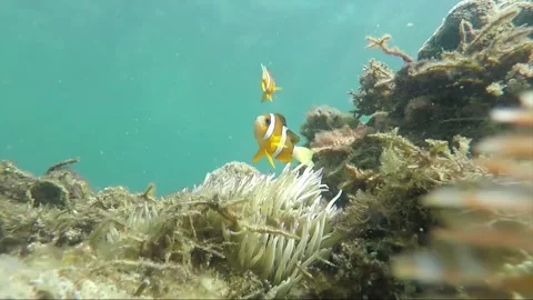 Hyperlapse, Underwater steady shot, anemone, clownfish, Malapascua, Philippines Stock Footage 229278944