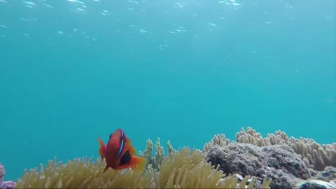 Hyperlapse, Underwater steady shot, Anemone Clownfish, Coral Reef, Philippines Stock Footage 258234064