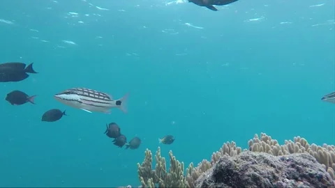 Hyperlapse, Underwater steady shot, Black Surgeonfish, Coral Reef, Philippines Stock Footage 258328624