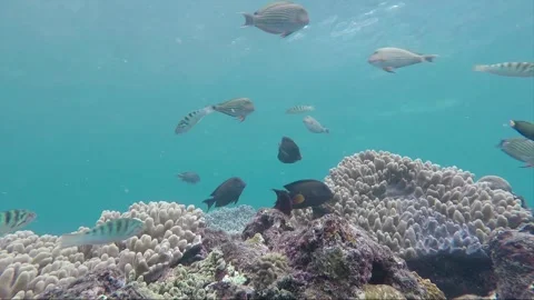 Hyperlapse, Underwater steady shot, Lined, Black Surgeonfish, Reef, Philippines 動画素材 258488012