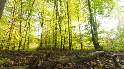 Hyperlapse, vibrant colors, summer, ground, green, nature Stockbeeldmateriaal 232021980