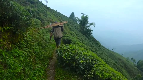 Hyperlapse video of tea estate worker walking in the tea gardens of darjeelin Stock-Footage 168373791