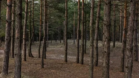 Hyperlapse Video of Wild Pine Forest. Vídeo Stock 74022194