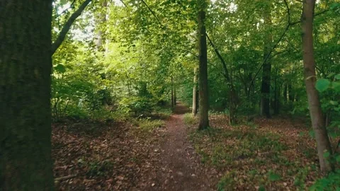 Hyperlapse walk through a dense green forest Stock Footage 131220974