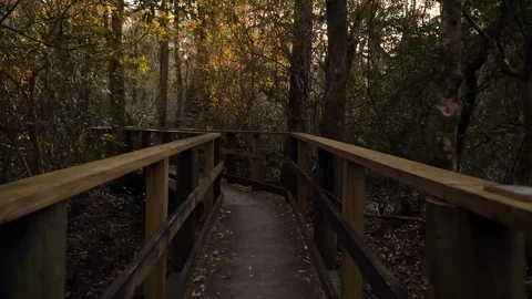 Hyperlapse walk through woods boardwalk Видео 101312766