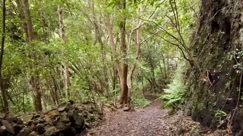 Hyperlapse walking along a hiking path in the forest of Los Tilos Video stock 126789374