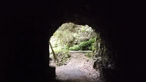 Hyperlapse walking along a tunnel in the forest of Los Tilos Stock Footage 126789439
