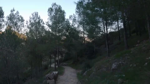Hyperlapse walking in the forest forward Stock Footage 123358912