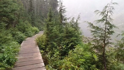 Hyperlapse of a Wilderness Trail Forest Hike Stock Footage 153017749