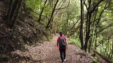 Hyperlapse of young man walking along a path in the forest of Los Tilos Stock Footage 126789446