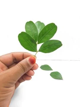 Hyperrealistic close-up hand holding delicate green rue leaves and twigs is.. Stock Photos