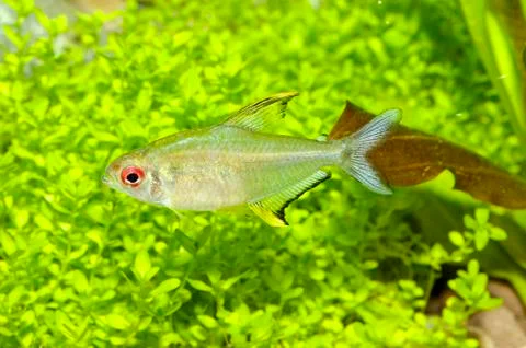 Hyphessobrycon fish Stock Photos